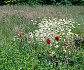 Blumenwiese mit PAPAVER, Kornblume