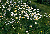 Marguerite meadow