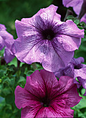 Petunia grandiflora 'Flash Veined Formula Mix' (Petunien)