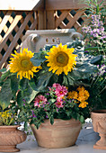 Bowl with sunflower, dahlia, solanum