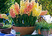 Bowl with Hyacinthus orientalis 'Gipsy Princess' Yellow, 'Gipsy Queen'.