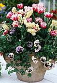 Tulipa 'Wirosa' (tulips), Narcissus 'Bridal Crown' (daffodils)