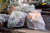 Herbstchrysanthemen mit Vlies vor Frühfrosten schützen