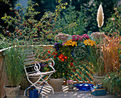 Pennisetum, Dahlia, Carex, Miscanthus, Pampas grass. Kasten: Herbstchrysanthemen