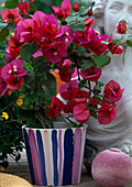 Bougainvillea spectabilis 'Hedi'