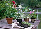 Balcony flowers in various sales pots