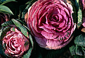 Brassica Oleracea, ornamental cabbage