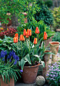 Tulipa greigii 'Cape Cod' (Tulpen) und Muscari armeniacum