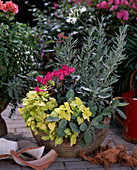 Lamium Maculatum, Lavandula denticulata, Cyclamen, Salvia Officinalis