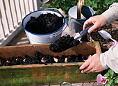 Plant box with Tulipa (tulip) and Viola