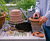 Planting summer bulbs in the soil in spring