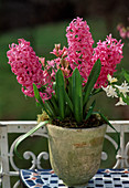 Hyacinthus orientalis 'Pink Pearl' (Hyazinthe)