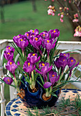 Crocus vernus in special crocus pot