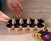 Sowing in an egg carton