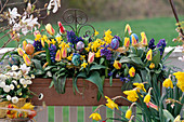 Tulipa greigii hybride 'Bella Vista', Hyacinthus