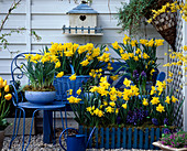 Blau-gelbe Terrasse mit Narzissen und Hyazinthen