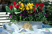 Box with tulips, daffodils, pansies