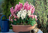 Hyacinthus orientalis