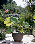 Nelumbo nucifera (Lotosblume)