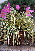 Carex (grass), Colchicum (meadow saffron)