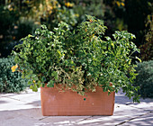 Pelargonium (geranium) in terracotta box
