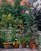 Balcony with Mediterranean plants