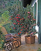 Camellia sasanqua 'Hiryu', red
