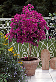 Bougainvillea glabra