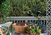 Bowl with ornamental apple and alternating underplanting (0/24)