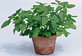 Lemon balm