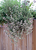 Thymus vulgare (Thyme)