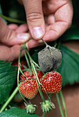 Verfaulte Erdbeeren entfernen, damit es nicht Ansteckung kommt