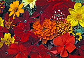 warm neighbouring colours: Impatiens, Tagetes, Verbena