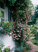 Climbing rose