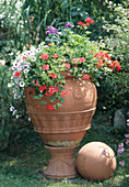Terracotta - Vase bepflanzt mit Pelargonium peltatum