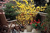 Forsythia mit Osterschmuck