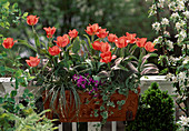 Tulipa greigii hybrid 'Oratorio', Carex conica