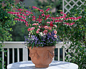 Dicentra spectabilis, Bellis Perennis, Myosotis