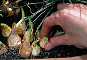 Put bulbs of Iris hollandica (Hollandiris) in pot