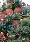 English terracotta pots
