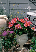 Alstroemeria 'Sirius' (Calendula), Trachelium caeruleum (Blue Throatwort)