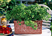 Parsley 'Mooskrause' (Petroselinum) in terracotta box