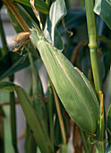 Sweet corn (Zea mays)