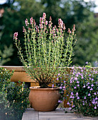 Flowering hyssop