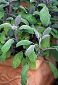 Salbei 'Purpurascens' (Salvia officinalis)