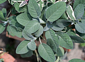 Sage 'Berggarten' (Salvia officinalis)