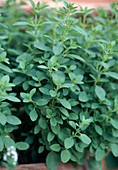 Origanum vulgare 'Compactum' (Oregano, upholstered Dost)