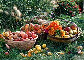 Körbe mit Malus (Äpfeln), Pyrus (Birnen), Prunus (Pfirsich)