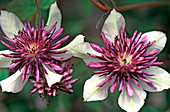 Clematis-Hybride