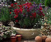 Bowl with pink (dwarf rose) and lavender (Lavandula angustifolia)
